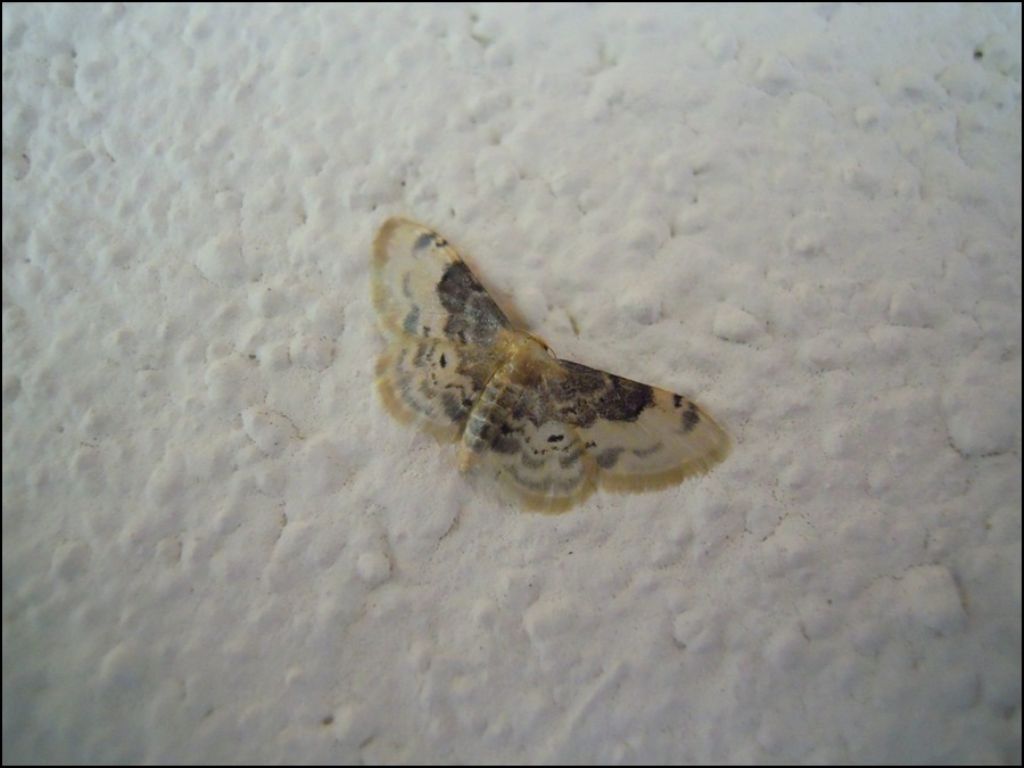 Idaea filicata? S